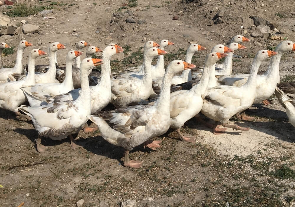 Kars Kazı: Geleneksel Lezzetlerle Sofraları Şenlendirin